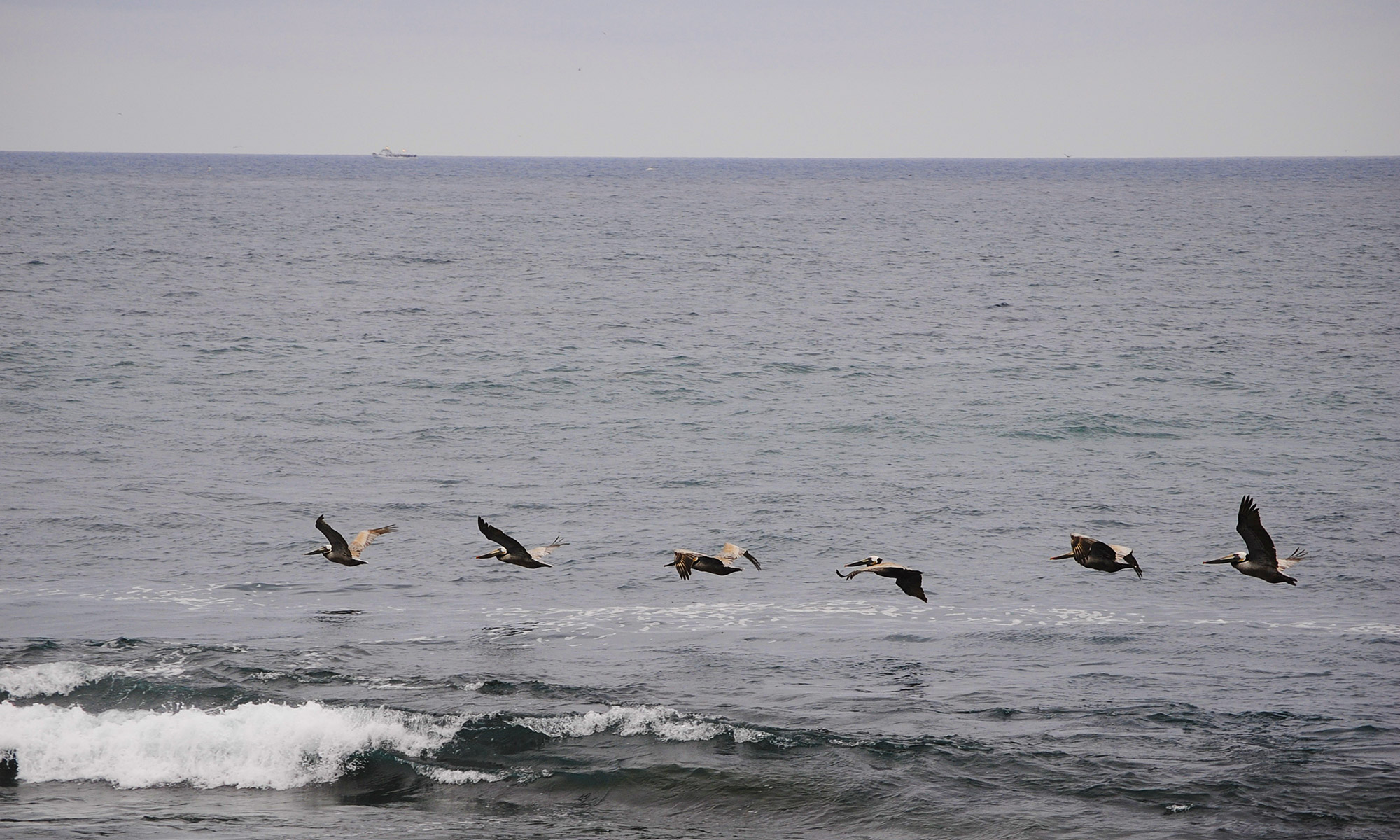 La Jolla Pelicans